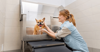 Dog spa